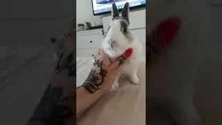 Baby bunny cuddles and licks my hand. So sweet!