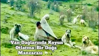 Van’ın Dağlarında Koyun Otlatma | Eşsiz Doğa Manzaraları