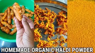 HOMEMADE ORGANIC HALDI POWDER | ORGANIC TURMERIC POWDER | HOW TO MAKE HALDI POWDER AT HOME | #shorts