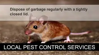 Top Best Pest Control Services Company for Ants Near Me in Milwaukee WI
