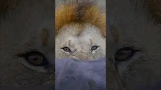 Lion’s eyes of fire #Oloshipa