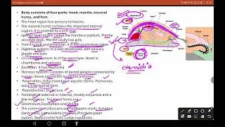 Phylum - Mollusca #Echinodermata #hemichordata #General characteristics with classification #