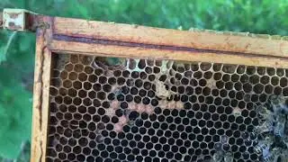 Is the hive dead