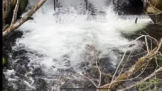 Seward Ak Bear lake fish weir sockeye salmon run of 2023