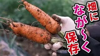 【にんじん栽培】畑になが〜く保存するカンタン作業　【収穫のタイミングも紹介】2022.12.7　【家庭菜園】【ガーデニング】