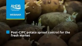 Webinar: Post-CIPC potato sprout control for the fresh market