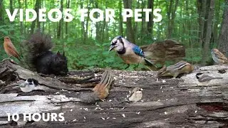 Summer Clips to Cure Winter Blues - 10 Hour Video for Pets - Cat TV for Cats to Watch - Jan 29, 2024