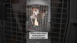 Beagle kept in isolation exhibiting stereotypies 🐶💔 #stopanimaltesting