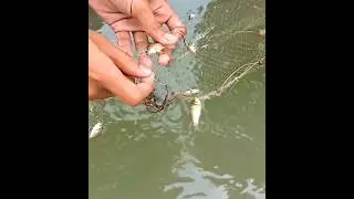 Net fishing in flood water #fishing #netfishing #villagelife #fish