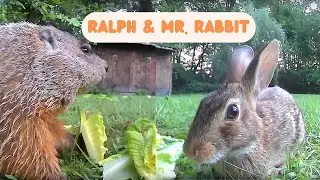 Nature Watching: Ralph the Groundhog and Mr Rabbit Highlights