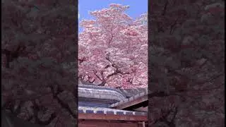 Why Japan mourns when these petals fall #sakura #emotional #shorts