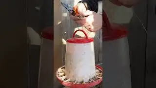 Rodent-Proof Chicken Feeder Hack!