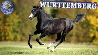 TOP Beautiful W&uuml;rttemberger Horse in the World!