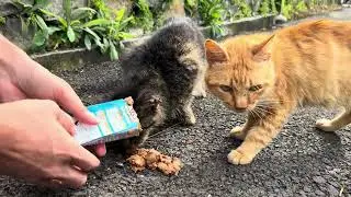 Kasian pada sakit kucingnya, kasih makan wetfood dari Kitty Premium Cat Food