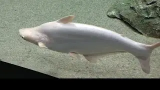Beautiful fish Fish Iridescent Shark ,scientifically named&nbsp;Pangasianodon hypophthalmus.