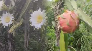 Mira el increíble fruto que logré con este truco de polinización