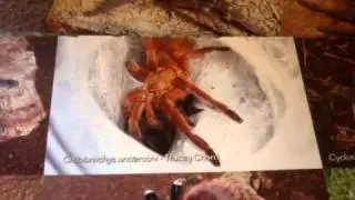 Check Out These Awesome Posters from Arachnoboards
