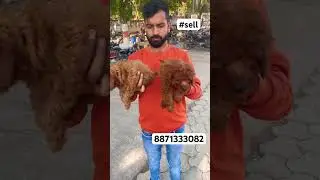 Poodle 🐩 puppy 🐶 | pets hub | #shortvideo #trendingshorts #ytshorts   |