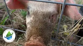 Pigs Tilled My Garden