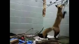 Red Fox in Care at Toronto Wildlife Centre