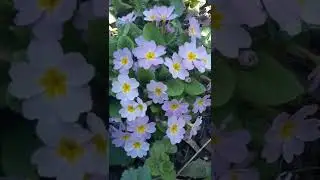 Примулы