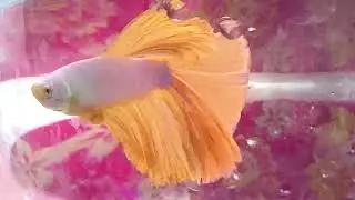 Betta Fish | Full Moon Betta | Fighter Fish | Male Beta Fish | Soft Fish |