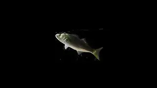 Black Sea Piranha Bluefish # Черноморская пиранья - Луфарь #shorts