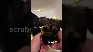 bath time for luna! #bath #doggo #smalldog #puppy #funny #cute #viral #fyp