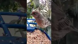 Quick turnaround #birds #birdcam #birdfeeder #birdslover #birdlife #nature #shorts #bird #birdlovers