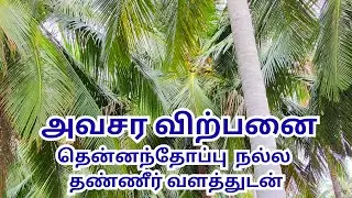 அவசர விற்பனை அருமையான தென்னந்தோப்பு Call 9500250250
