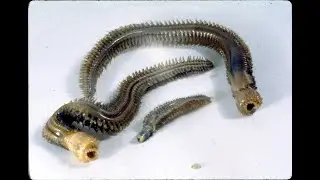 PALMER WORM SPIRIT: 