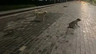 Golden dog group play in park at night time #puppies #dog #streetdog