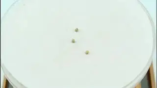 Семена дихондры &laquo;Серебряный водопад&raquo; (Dichondra Silver Falls), ТМ PanAmerican Seed