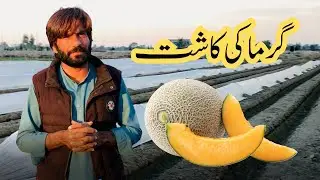 Garma ki kashat in pakistan || tunnel farming 2025