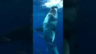 big blue shark While hunting | shark sounds |#short shark video