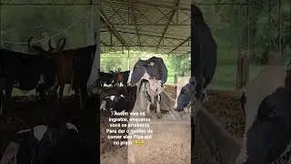 assim s&atilde;o os ingratos 😂😂