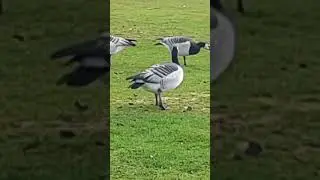barnacle goose on the loose