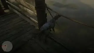Red Dead Redemption 2 NOOO CAIN MY DOGGY