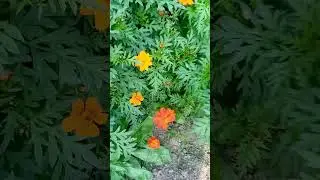 Cosmos Flower #রিলসভিডিওシ #trendingreels2026 #videoviralシ #star #winter