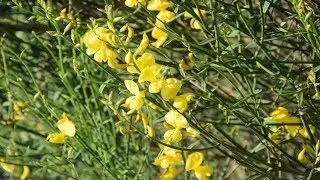 LA GINESTRA