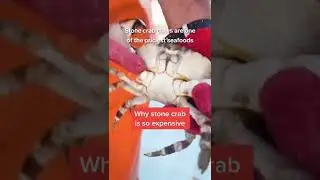 Why these #crabs cost so much #money. #shorts #stonecrabs