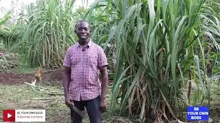 Plant One Sugarcane at Home and Save 30,000;  Productive Home #farmingsimulator #sugarcane