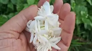 Tecoma  plant _care and tips  for heavy  blooming 
