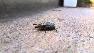 The Most Majestic Farting Bug