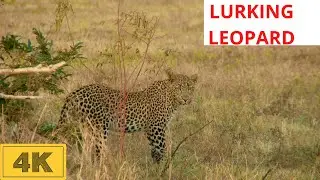 Lurking Leopard