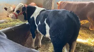 BELGIAN JUGA BAKALAN SAPI QURBAN‼️STOK SAPI RIZA ANDI FARM GRABAG