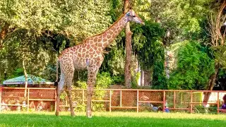 Zarafa Animal Video | Zarafah | Giraffe Baby