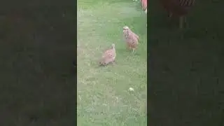 Chukar VS Grey Francolin Fight #foryou #chukarpartridge #greyfrancolin #fighting