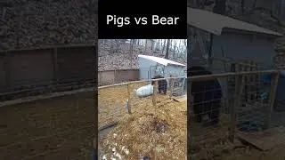 Bear climbed over the fence to eat the pig😱#bears #animallover