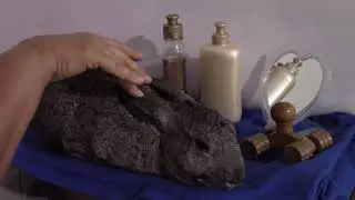 Rabbit getting a relaxing massage #rabbits #bunnies #cute